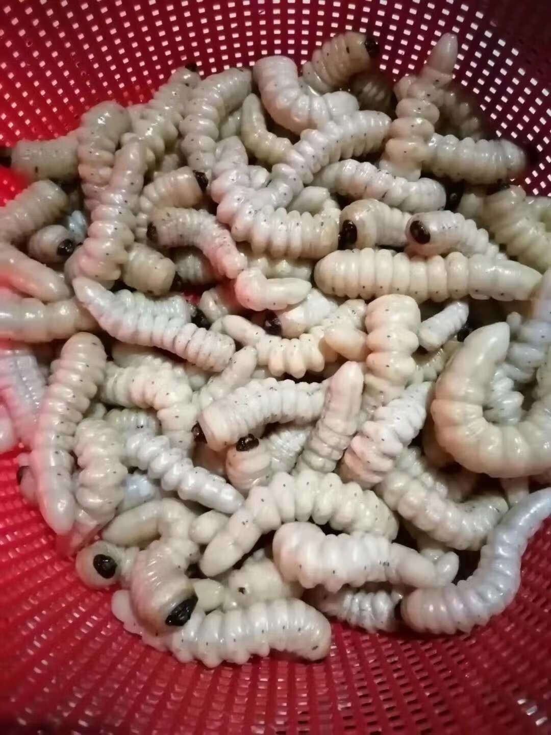 伟博速冻大柴虫大木虫大财虫大木花哈虫木虫天牛幼虫食用高蛋白 2斤