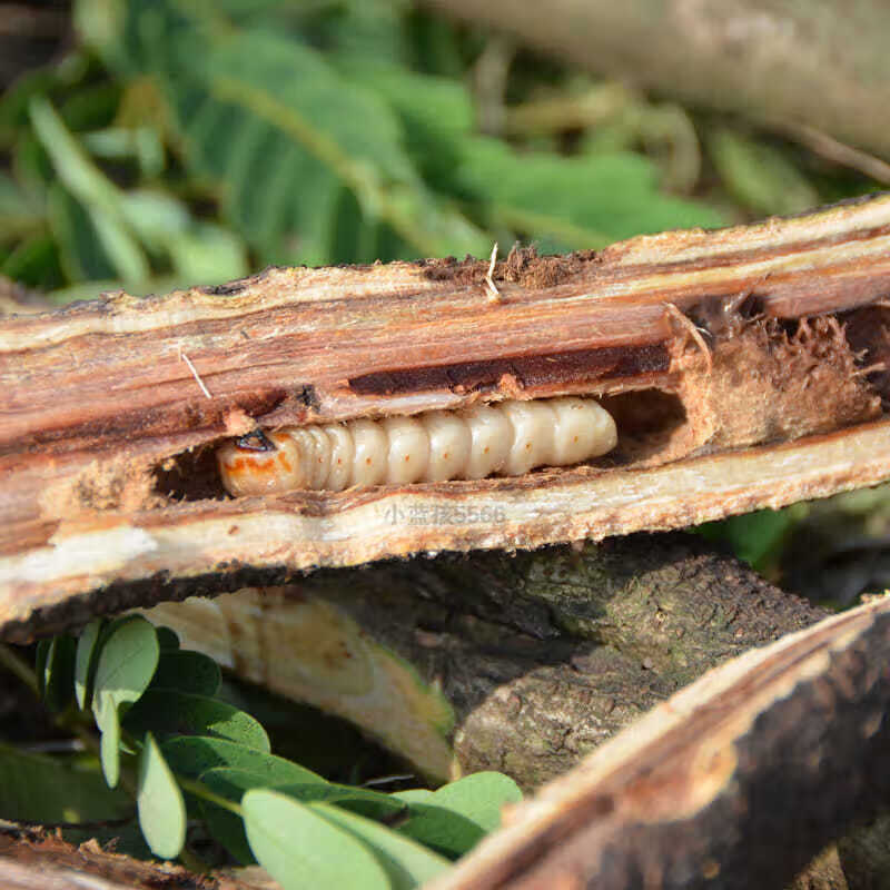 浙江斗米虫倒督黄狼虫黄寮刺虫云实蛀虫代烤买5条10条活虫