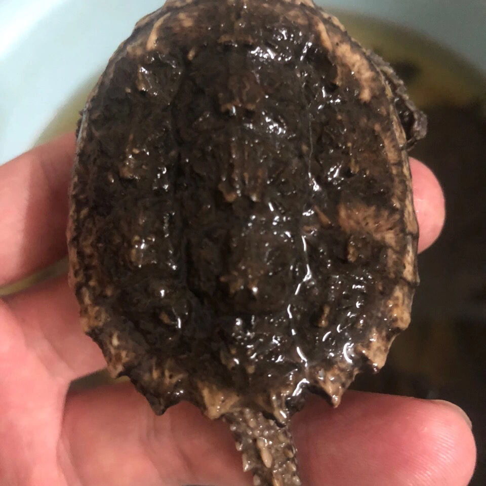 鳄龟苗凶猛鳄龟宠物 纯佛鳄龟 原种爆刺鳄龟北美杂佛观赏龟 【爆刺猛