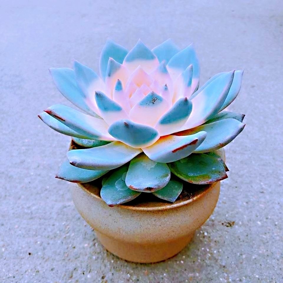 蓝鸟锦贵货多肉植物花卉盆栽室内绿植肉肉植物四季易活新手好养麦桑荷