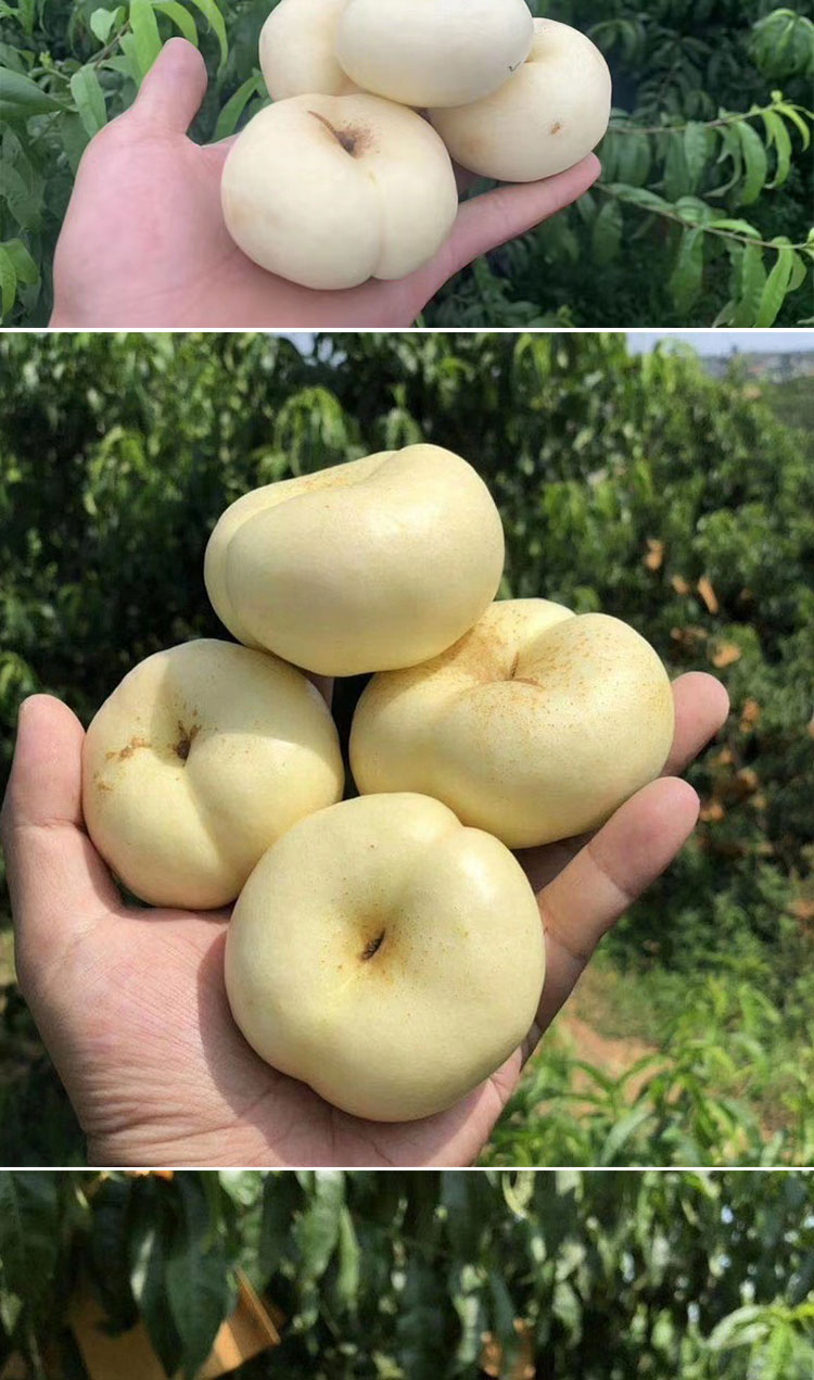 【jd顺丰-多地次日达】奶油白蟠桃新鲜水果当季整箱孕妇应季桃子新鲜