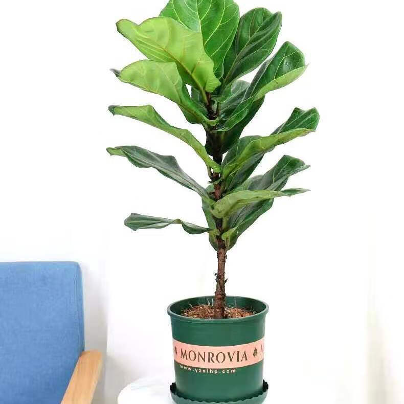 涞思芊品质保证琴叶榕盆栽北欧大叶植物大型盆栽网红植物室内长青绿植