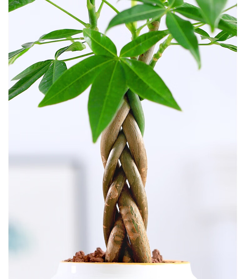 五辫发财树盆栽植物 室内小花卉办公室绿植除甲醛耐旱四季好养招财 五