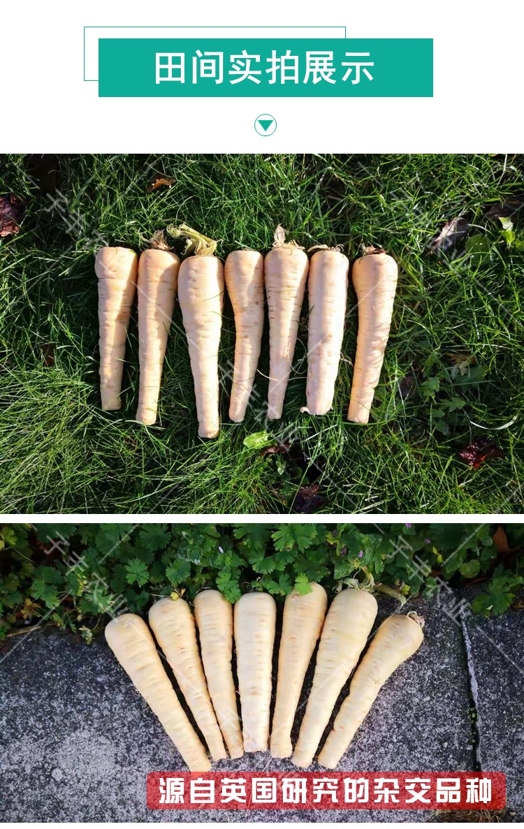 天津先优达欧洲引进特色萝卜种子欧防风白胡萝卜蔬菜菜籽春秋种籽象牙
