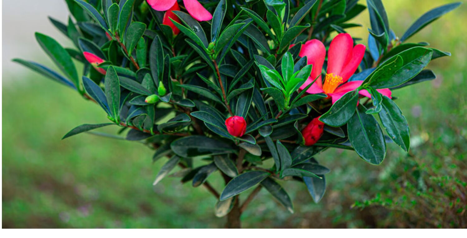 四季杜鹃红山茶花树 带花苞四季开花不断庭院客厅盆景绿植四季茶花好