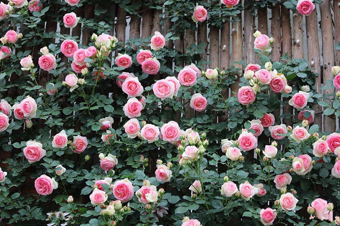 欧洲进口藤本月季龙沙宝石爬藤蔷薇花苗特大花苗浓香四季拱门爬墙粉龙