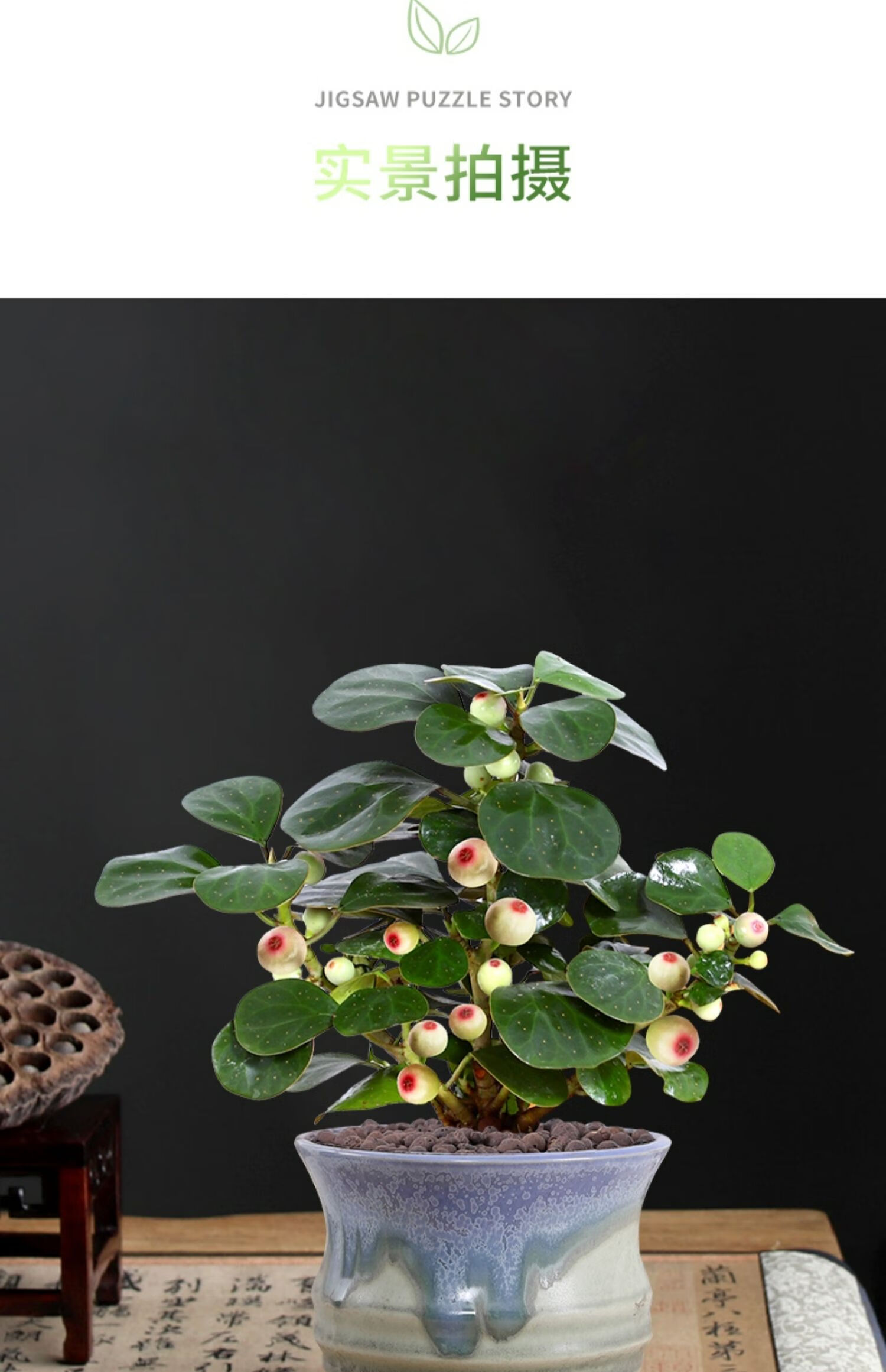 植物花卉招财盆景绿植小盼菩提暂无带果垂吊简约陶瓷盆肥料带盆栽好