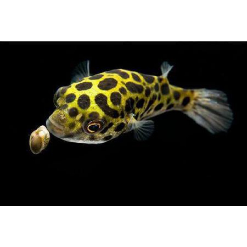 【京选推荐】毛毛狗头斑马狗头迷你淡水热带鱼潜水艇凶猛观赏鱼活体 2
