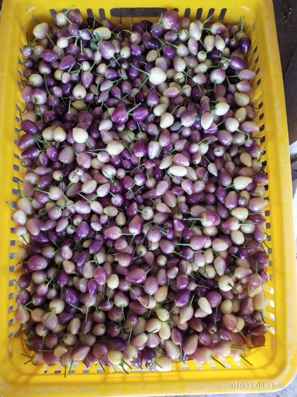 年货精选现摘广西七彩椒新鲜辣椒1斤蔬菜五彩椒泡椒小灯笼椒米椒特产