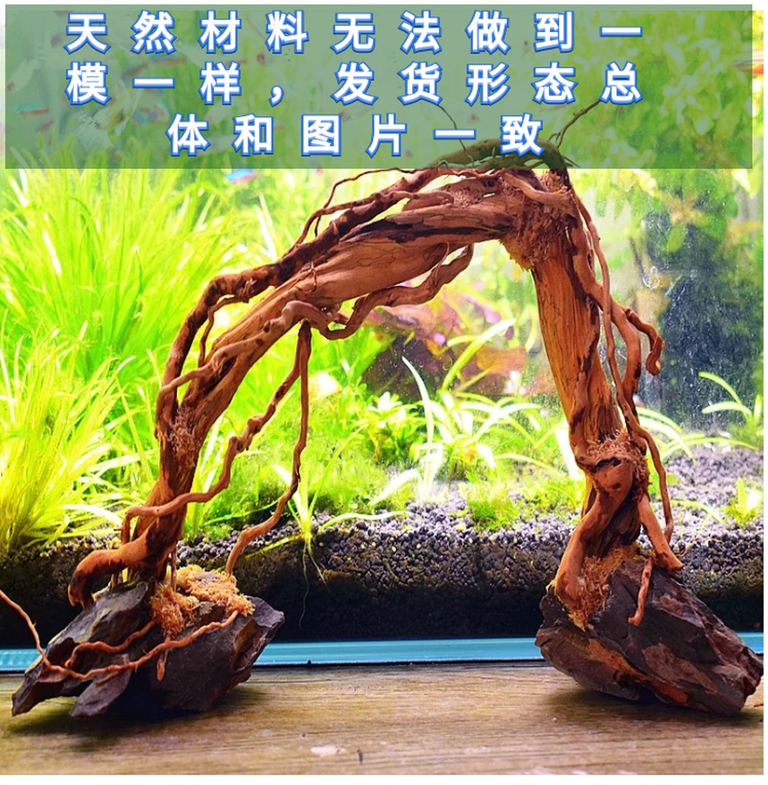 鱼缸造景沉木杜鹃根活体水草造景懒人造景新手造景入缸成景1013厘米