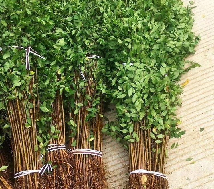 金叶榆树苗别墅庭院高端绿植树苗榆钱树苗小叶榆树树苗榆树盆景苗路边