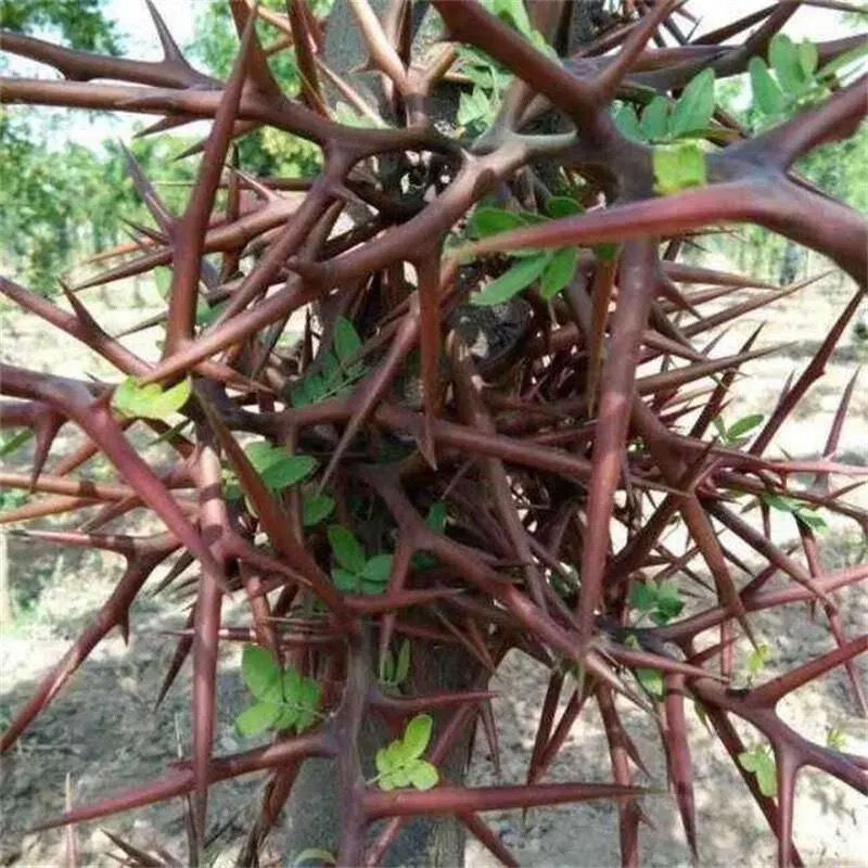 新货皂角刺 中药材纯刺皂荚刺 新鲜干货天丁250克500克 皂角刺500克