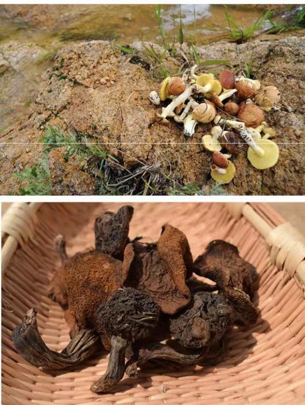 沂蒙山东土特产炖鸡干货野生松蘑菇松菇山蛾子松蛾粘子粘团子松菇