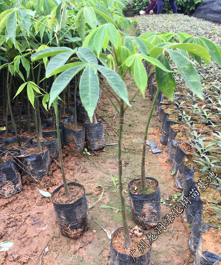 姜芮美丽木棉苗 观花树种行道树木棉花庭院公园小区绿化开花植物 美丽
