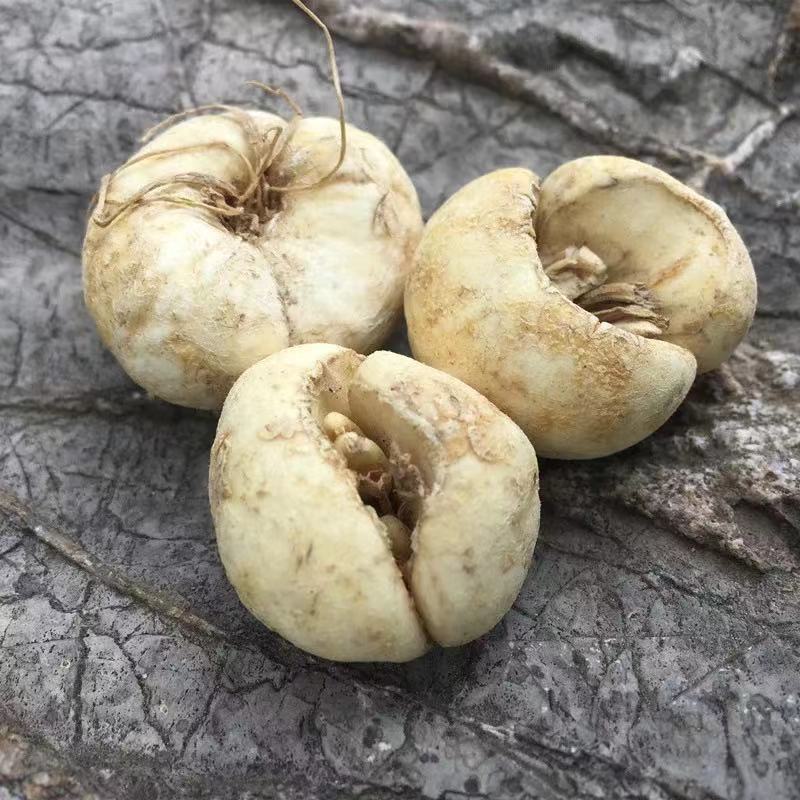 中药材浙贝母500g克无硫浙江贝浙白土贝母象贝母大贝母贝母片 精选浙