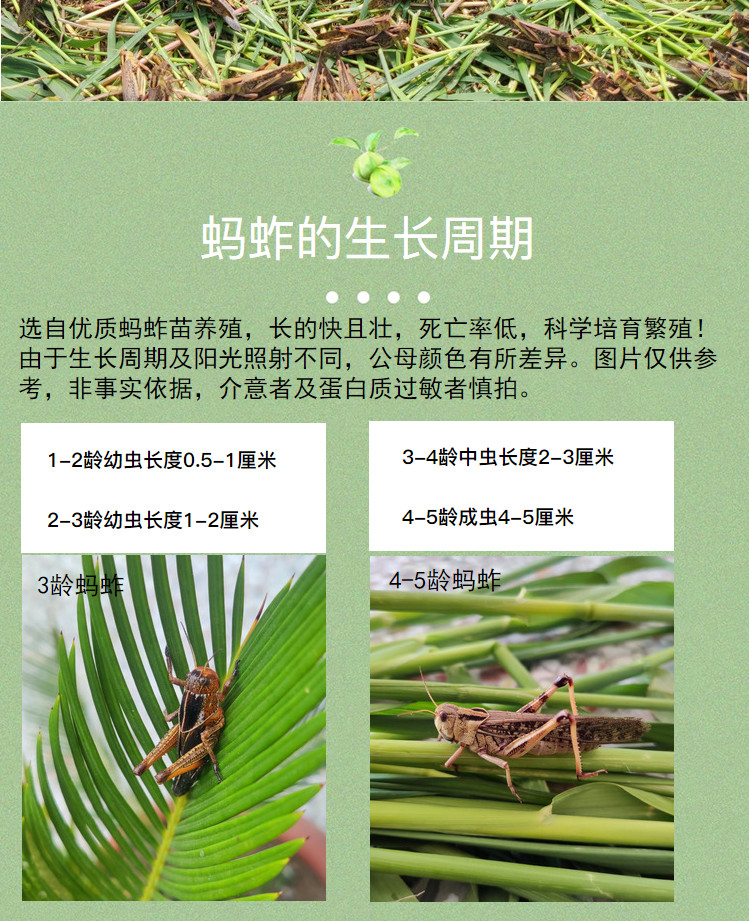 荣郁蚂蚱活虫蝗虫蚱蜢画眉鸟爬虫乌龟龙鱼宠物蜂饲料新鲜公母蚂蚱活体