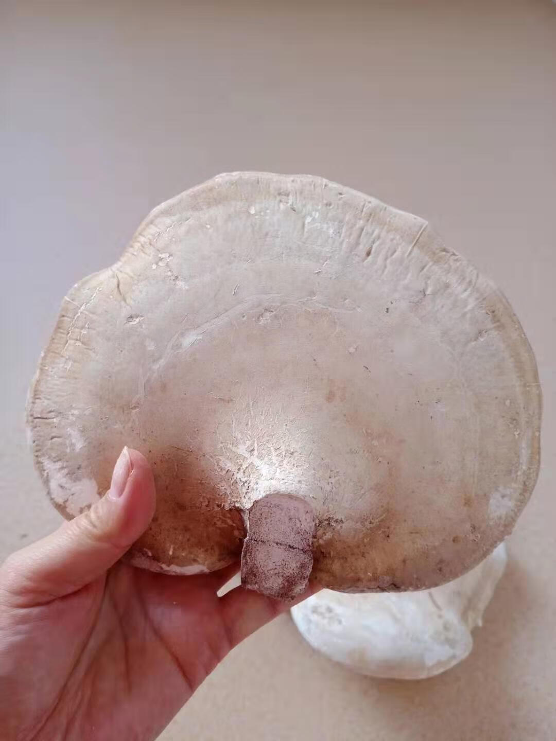 长白山白灵芝白边白玉灵芝白桦树灵芝桦剥孔菌产地切