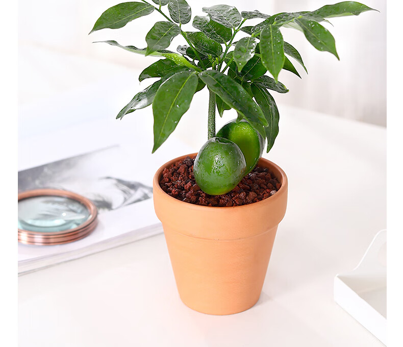 绿元宝树室内花卉盆栽植物发财树办公室桌面新奇绿植好养四季招财元宝