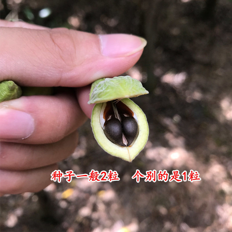 nsour奇楠沉香树苗沉香种仔奇楠沉香种子名贵树种白奇楠绿奇楠发芽率
