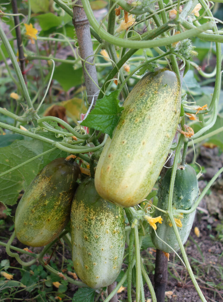 新鲜八月老黄瓜五斤【图片 价格 品牌 报价】-京东