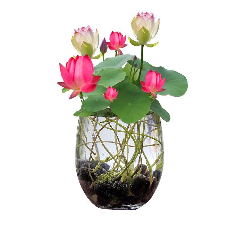 碗莲种子四季播种已开口水培植物睡莲荷花种子盆栽绿植花卉种籽混搭20