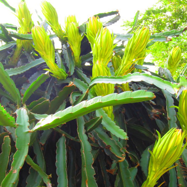 霸王花苗霸王鞭量天尺剑花仙人掌科多肉植物盆栽蟹爪兰嫁接砧木长15