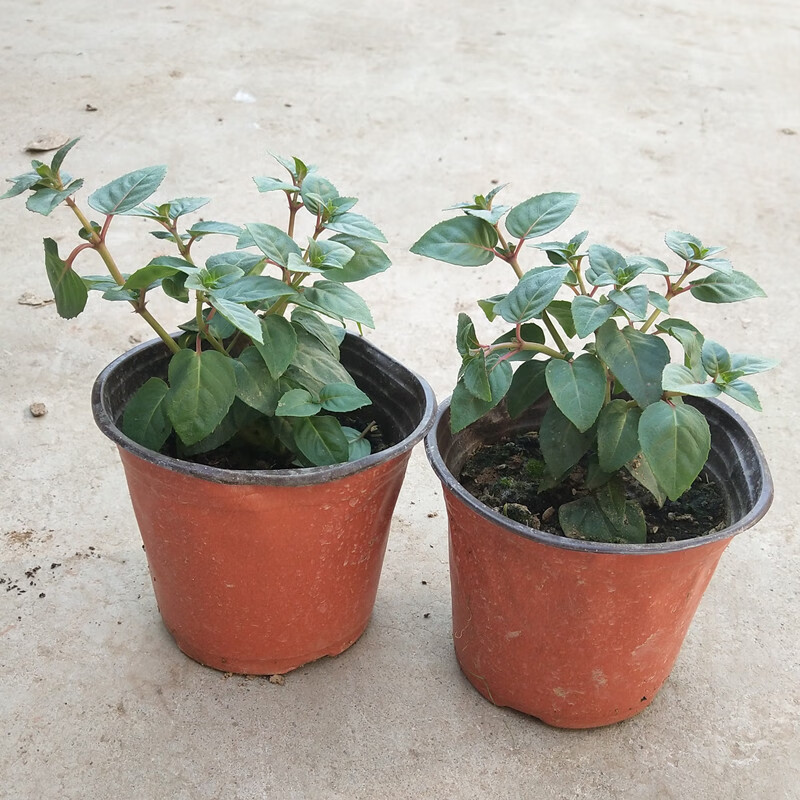 倒挂金钟盆栽倒挂金钟苗室内绿植灯笼花盆栽灯笼花苗四季开花倒挂金钟