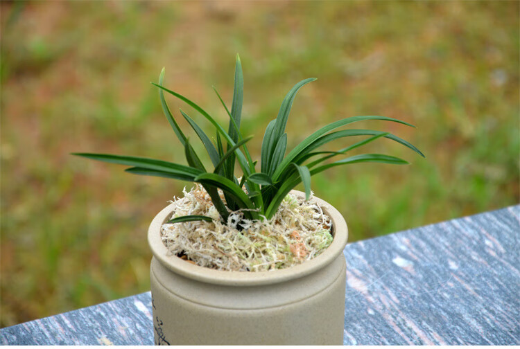 春兰经典红花天心矮种兰花开浓香 室内绿植盆栽花卉 1颗6苗连体 不含