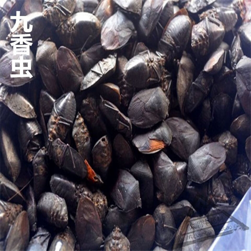 伟博伟博中药材九香虫 黑兜虫 蜣螂虫 打屁虫 屁巴虫九香虫 500g