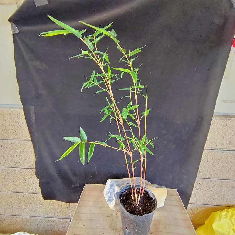 正宗台湾内门竹子盆栽红观音竹红寒竹朱竹苗漂亮金丝佛肚竹葫芦竹苗佛