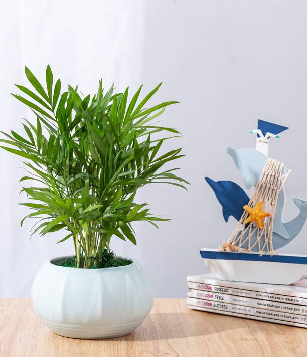 袖珍椰子树盆栽 树小盆栽植物室内客厅办公室桌面净化空气吸富贵椰子