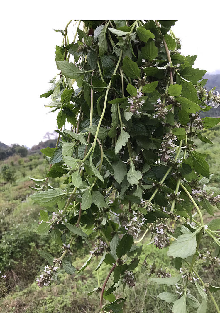 北京同仁堂原料白毛夏枯草筋骨草散血草破血丹過冬青苦草雪裡青中藥材