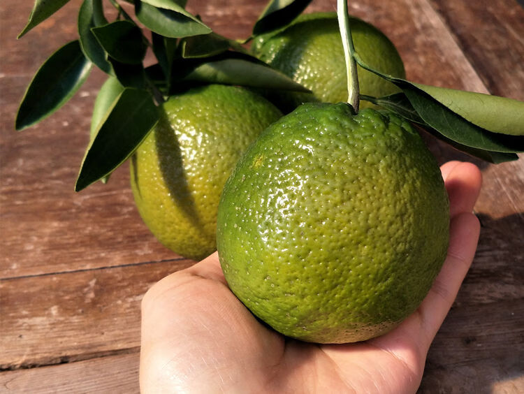 2021年正宗农产品精品瓯柑大果苦柑丽水温州特产苦橘小果欧柑苦柑中果