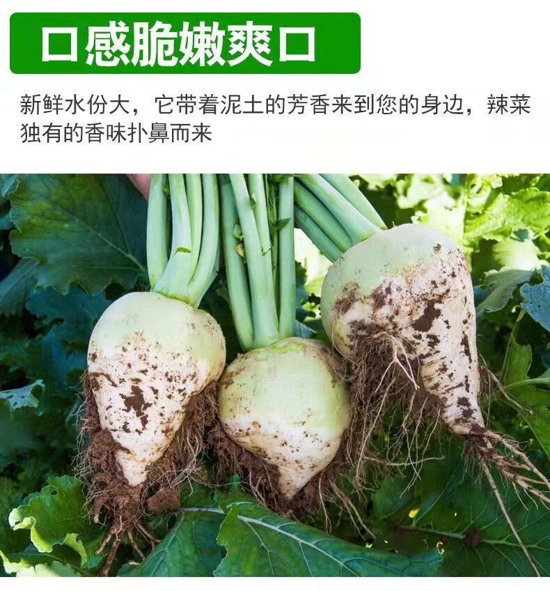 媚调 芥菜疙瘩大头菜新鲜当季山西黄菜圆叶萝卜芥菜大 十斤芥菜(净重