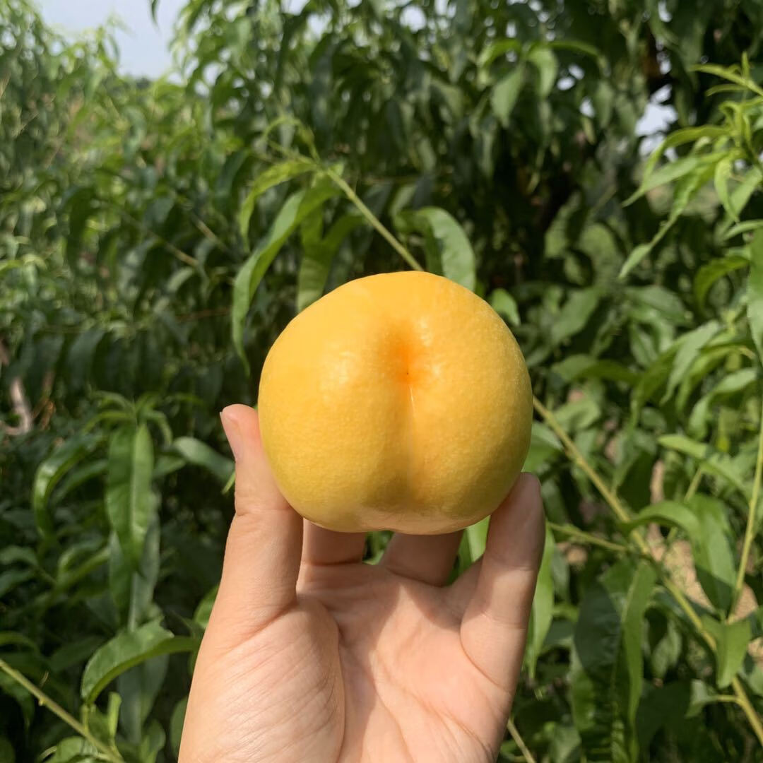 【蒙阴中油4号】黄金油桃黄桃黄肉桃子桃香浓郁多汁 c蒙阴黄金油桃4.