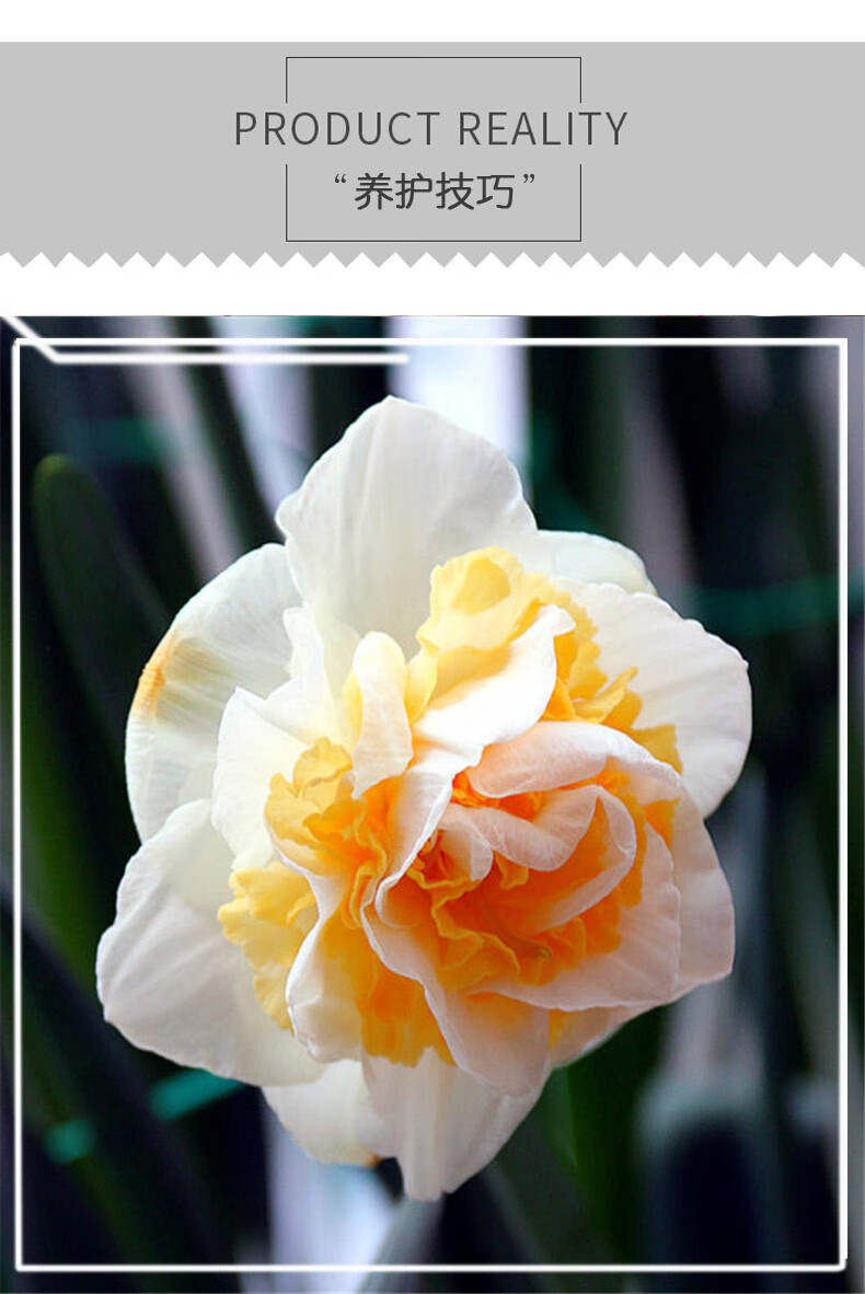 5颗洋水仙种球荷兰进口水仙花盆栽土培耐寒四季室内庭院花卉易活5颗球 洋水仙 马里斯规格 图片价格品牌报价 京东