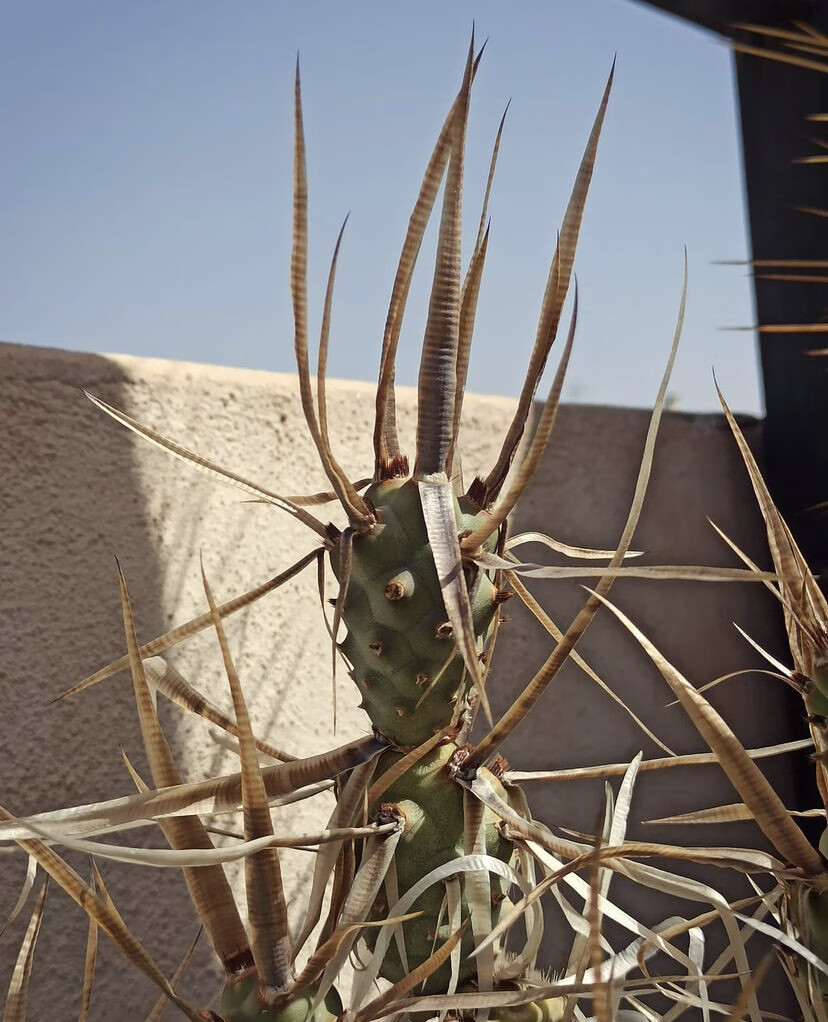 姜芮武藏野团扇开花自根仙人球仙人掌多肉植物盆栽块根植物绿植花卉 1