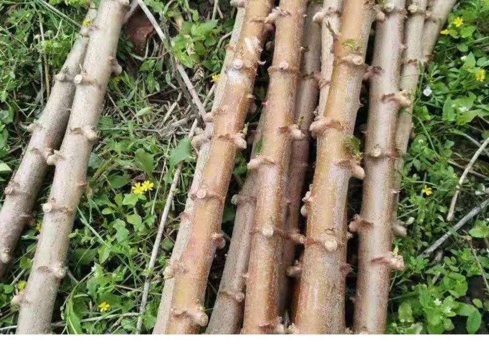 花姬 面包木薯苗广西新鲜木薯棍种树白心黄心南比种植高产 种30根黄心