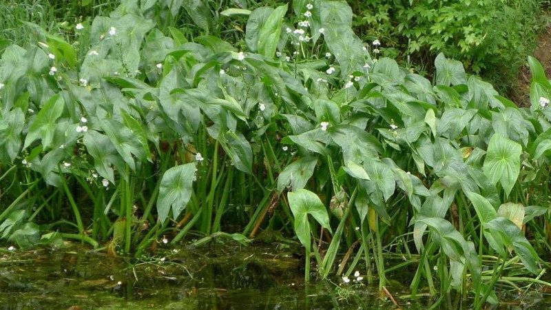 蘇北農家現挖茨菇3斤5斤慈姑東臺新鮮蔬菜芽菇白慄時令菜茨菰精選裝5