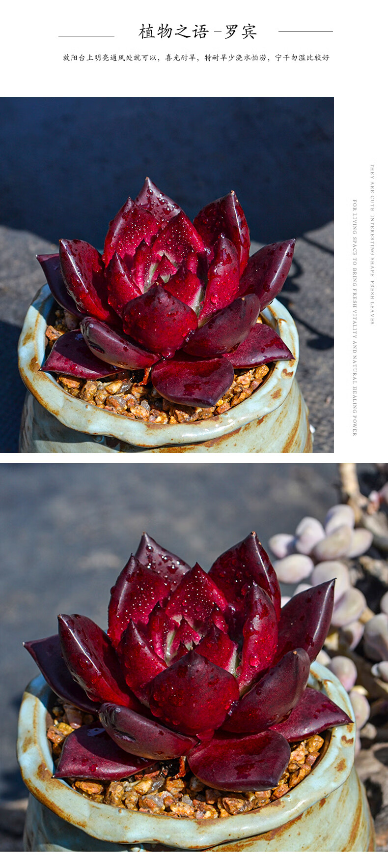 血罗罗宾乌木多肉植物精品贵货大颗肉肉老桩稀有品种多肉开花植物罗宾