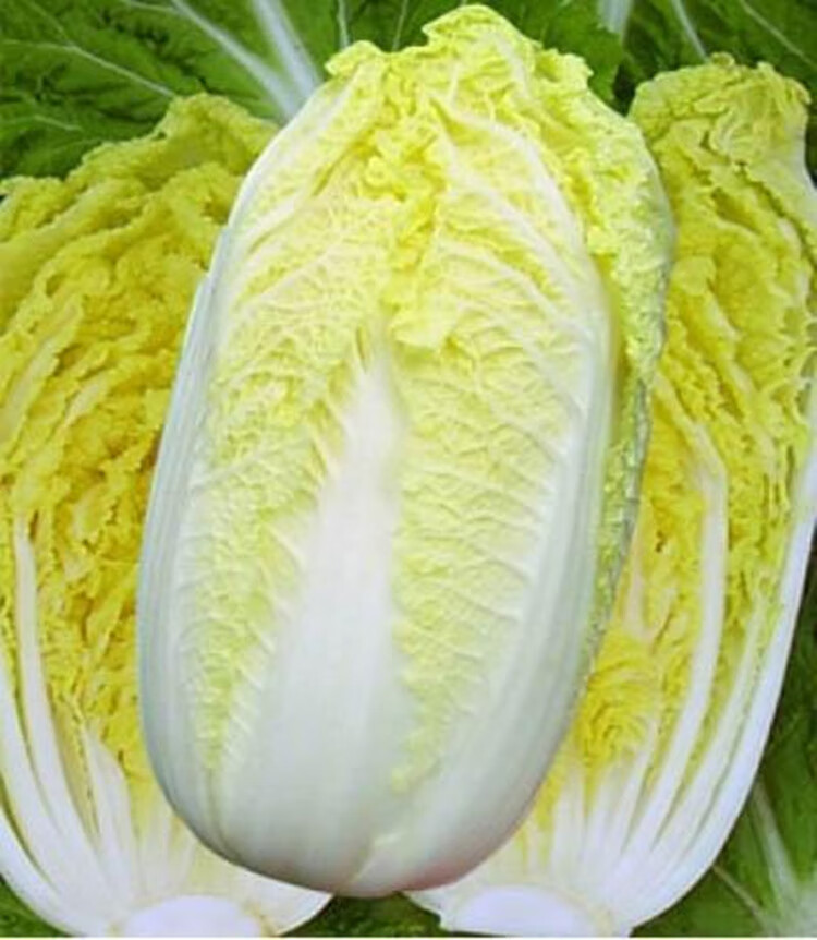 娃娃菜种子小白菜种子黄心娃娃菜种籽小型白菜种子四季韩国进口娃娃菜