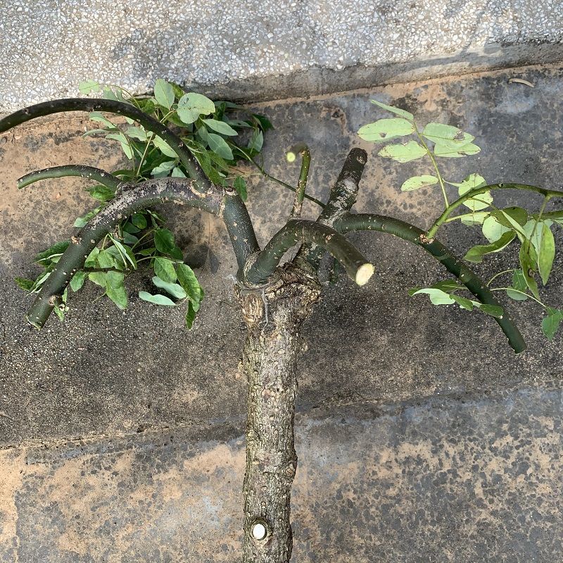 龙爪槐树苗庭院别墅南方北方种植绿化苗木垂槐耐寒观赏风水植物3公分