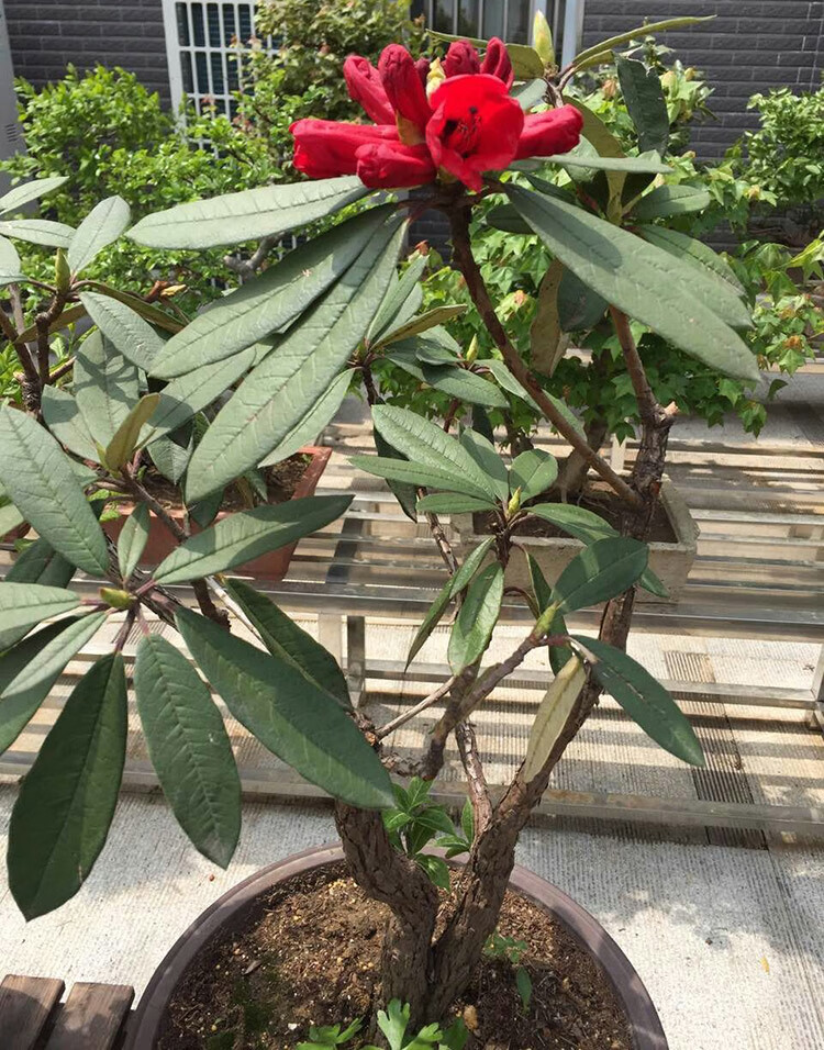 雲南高山杜鵑大紅花馬纓花小苗映山紅產地直銷馬纓杜鵑苗木1520釐米