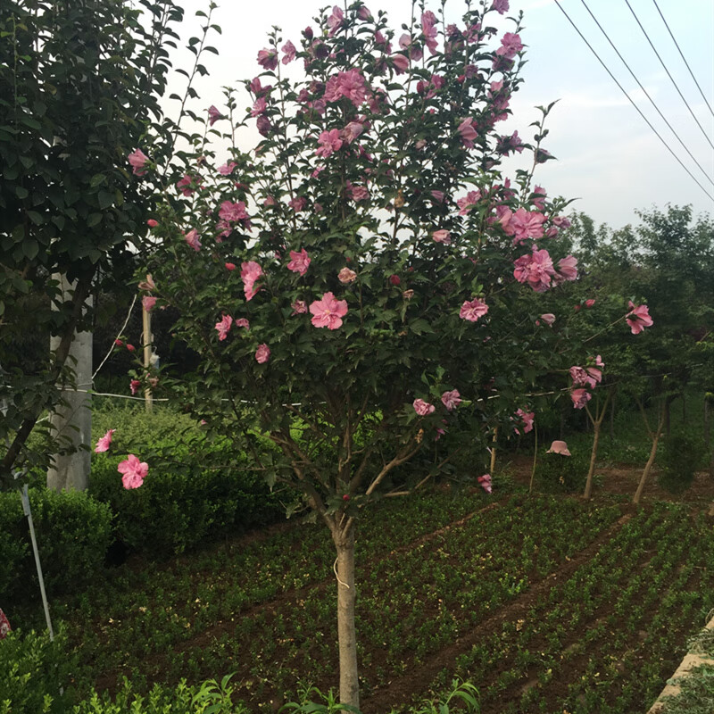 棒棒糖木槿花苗盆栽地栽阳台庭院重瓣粉色木槿食用木槿花树苗6公分粗