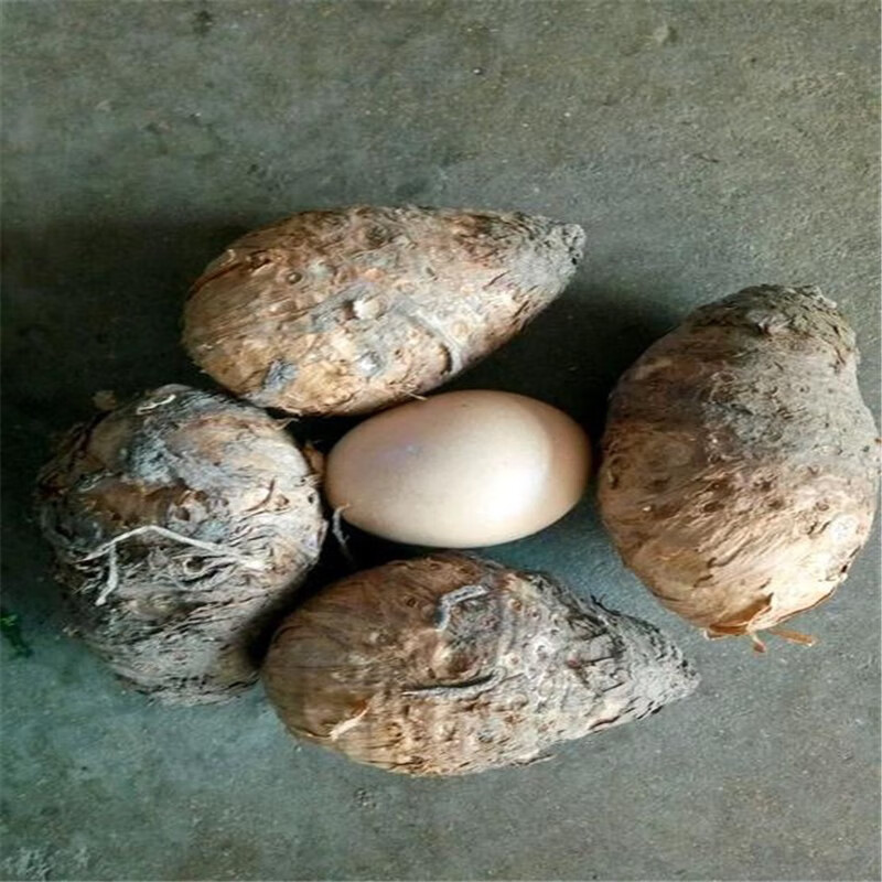 沐智新鲜独角莲球丁毒豆种球种子34个一斤