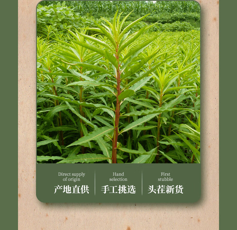 正品特级赶黄草熬夜茶四川古蔺野生赶黄草杆叶子花整株赶黄草叶500g