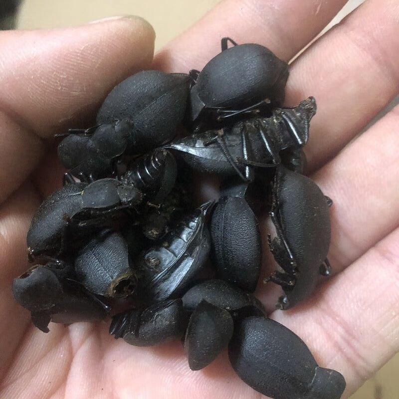北京同仁堂原料 地胆虫 中药材 九龙虫 地胆 泡酒料 昆虫大全 50克