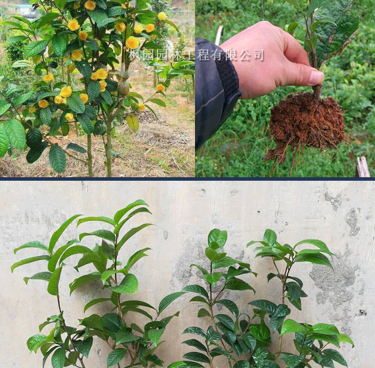 战长沙珍稀苗木金花茶树苗防城防普金花茶花卉盆栽植物茶树苗名贵茶花
