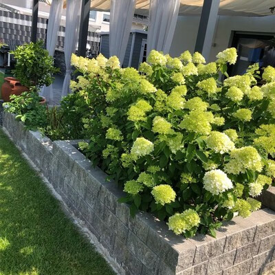 圆锥绣球花苗石灰灯香草草莓棒棒糖盆栽庭院别墅多年生耐寒花卉