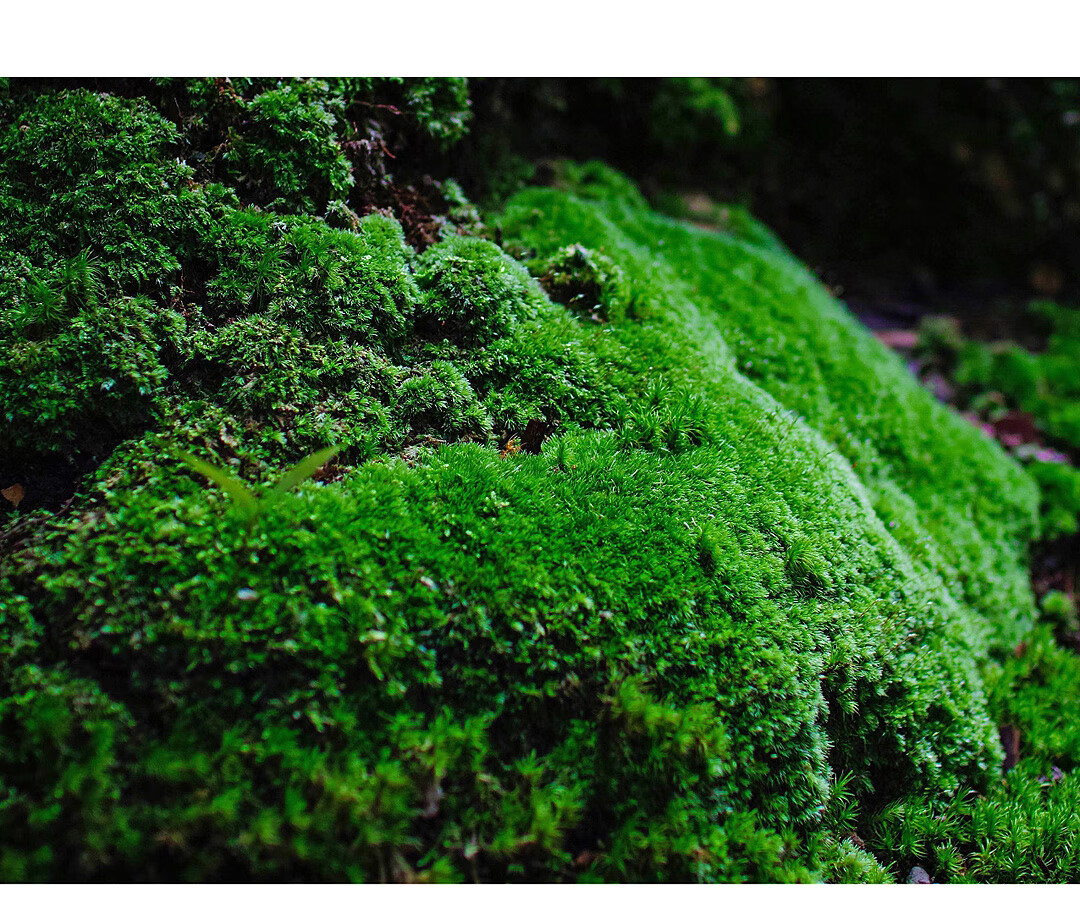 青苔小盆栽迷你桌面盆景苔藓微景观好养室内防辐射吸甲醛植物胭脂红带